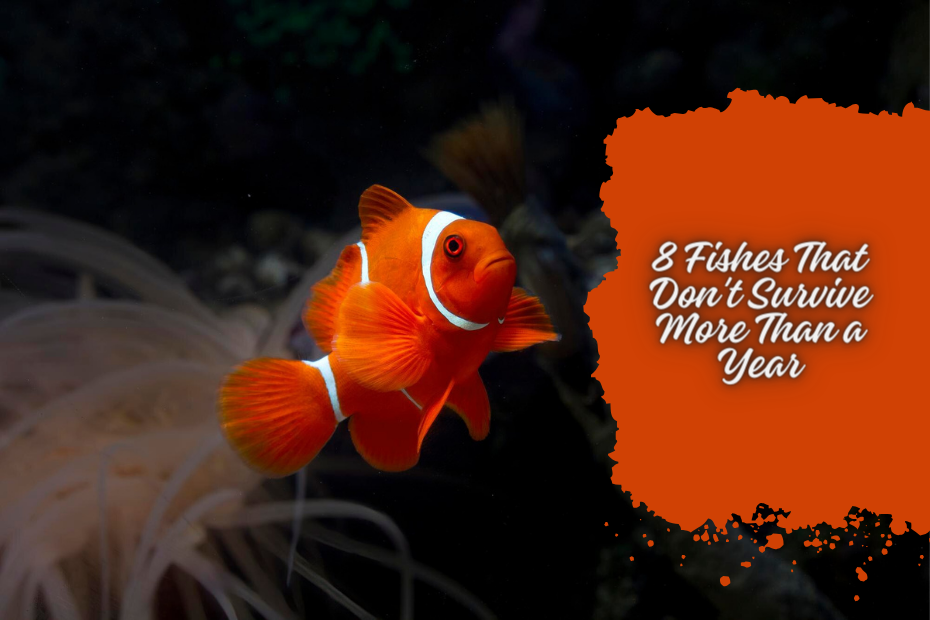 8 Fishes That Don't Survive More Than a Year